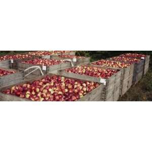  Heap of Apples in Wooden Crates, Grand Rapids, Kent County 