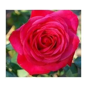 Comanche Rose Seeds Packet Patio, Lawn & Garden