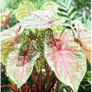  Caladium Ms. Arno Nehrling No. 2 200 pack Patio, Lawn 