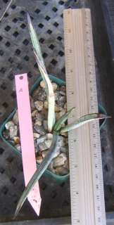 Yucca endlichiana Blue Spotted Leaf Tuberous Roots Slow  