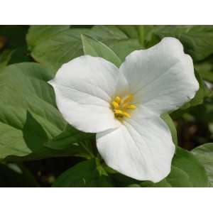  10 Trillium White Nodding Patio, Lawn & Garden