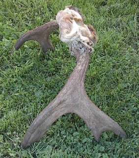 Just look at these photos This is a great set of moose antlers 