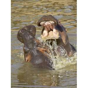  Two Hippopotamus (Hippopotamus Amphibius) Fighting, Masai 