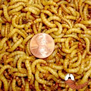  10,000ct Live Mealworms Live Pet Food & Bait