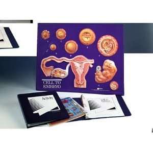  Cell To Embryo Model Activity Set