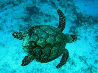 hawksbill sea turtle glides just above the sandy bottom of a Fijian 