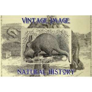   Acrylic Fridge Magnet Vintage Natural History Image Ethiopian Aardvark