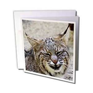  VWPics Africa   Bobcat closeup (captive).(Lynx rufus 