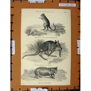   Antique Print C1800 1870 Kangaroo Rat Wombat Animals