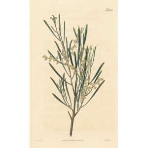   Botanical Engraving of the Linear   Leaved Acacia