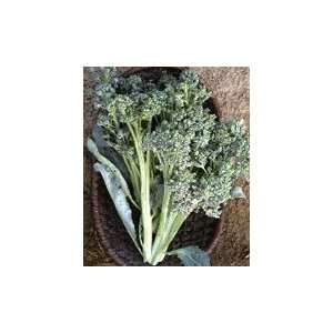  Italian Sprouting Broccoli Seed Pack Patio, Lawn & Garden