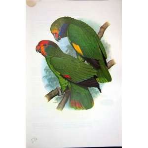    World Parrots 1973 Red Crowned  Blue Cheeked