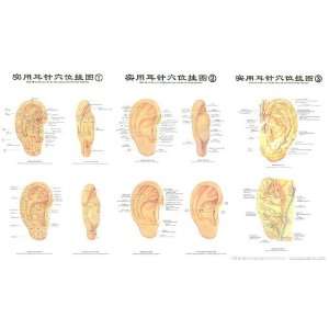    The Practical Chart of Ear Acupuncture Points