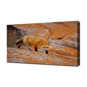 Wild Fox   Canvas Art   Framed Size 40x60   Ready To Hang