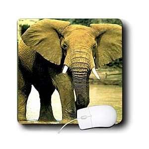  Wild animals   African Elephant   Mouse Pads Electronics