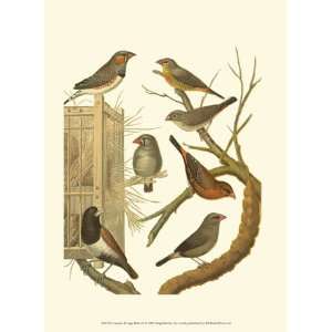  Canaries & Cage Birds IV   Poster by Cassell (9.5x13 