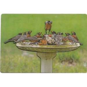 Cannonball Magnet   Great for any Bird Enthusiasts Refrigerator 