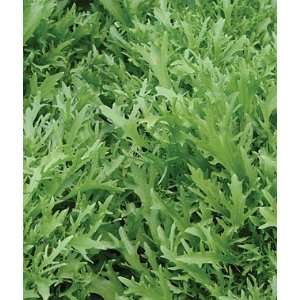   , Catalogna Emerald Organic 1 Pkt. (700 seeds) Patio, Lawn & Garden