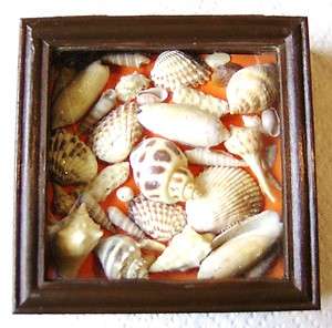 Shell Shadowbox   Coral Background   Wood Box with Glass Lid  