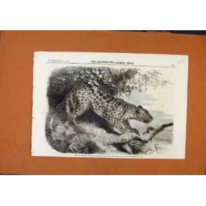 African Leopard Zoological Collection Regents Park 1860