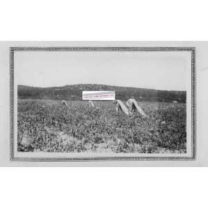  Picking Cotton Photo 