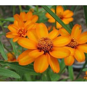    Star Bright Orange Zinnia   4 Plants   Annual Patio, Lawn & Garden
