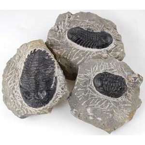  Trilobite Fossil
