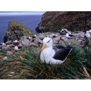 com Nesting Black Browed Albatross (Diomedea Melanophris), Westpoint 