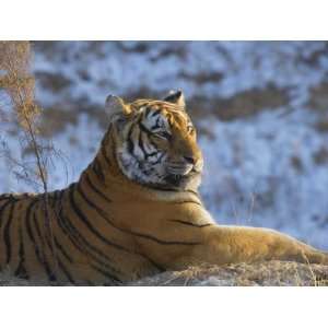 China, Heilongjiang Province, Siberian Tiger on Snow Photographic 