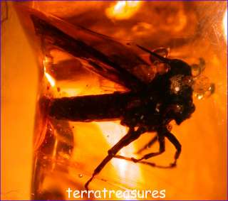 A101 DR8263 Super Rare Membracid in Dominican Amber  