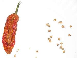 25 Bhut Jolokia ghost pepper seeds 2011  