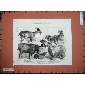  1880 Goats Alexandra Palace Show Burdett Coutts Angora 