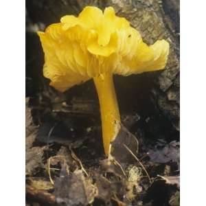  Golden Waxy Cap Mushroom, Hygrocybe Flavescens, North 