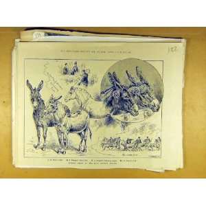  1889 Donkey Show East London Palace Old Print