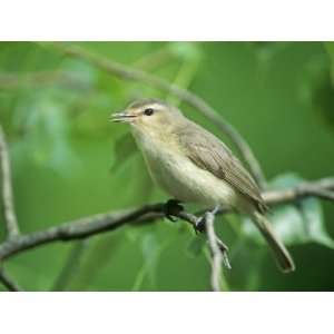 Warbling Vireo (Vireo Gilvus) in a Cottonwood, North America Stretched 