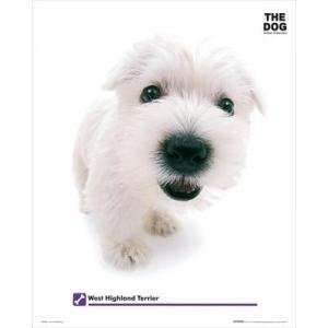  Dog   West Highland Terrier    Print