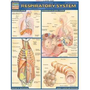  Respiratory System, Laminated Giude, sold by 100 Health 