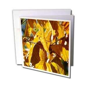   Transition Gold   Greeting Cards 6 Greeting Cards with envelopes