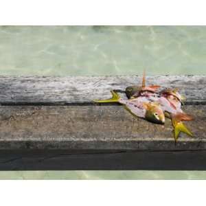  Three Fish Fillet on a Railing over Water, Ambergris Caye 