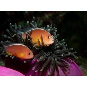  Skunk Anemonefishes (Amphiprion Sandaracinos) in a Sea 