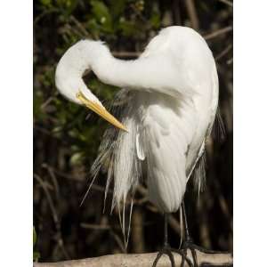  Closeup Portrait of a Great Egret, Sanibel Island, Florida 