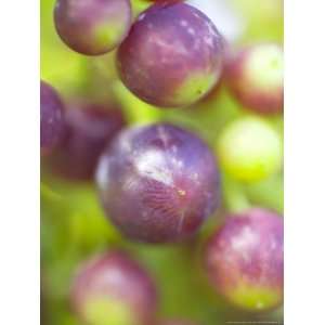 Vitis Queen of Esher (Grape), Close up of Purple Berries Photographic 