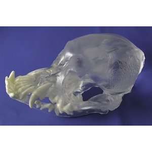 Pug Skull Transparent Anatomical Model  Industrial 