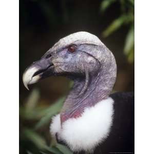  Andean Condor, Female Portrait, Zoo Animal Photographic 
