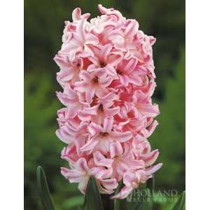  Fondant Hyacinth   6 bulbs Patio, Lawn & Garden