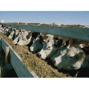  Cattle Lined Up at a Trough to Eat National Geographic 