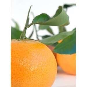  Dwarf Clementine, Marisol;Produces Full Size Fruit; Can Be 