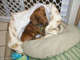 Your Doxies in Our Snuggle Bags items in Whats Up Dox Dachshund 