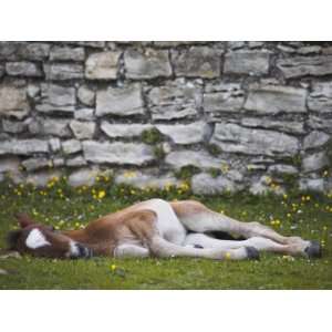  Young Foal Sleeping Outside Beauliey Abbey Walls, New 