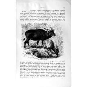  NATURAL HISTORY 1894 ANOA CELEBES OXEN WILD ANIMAL